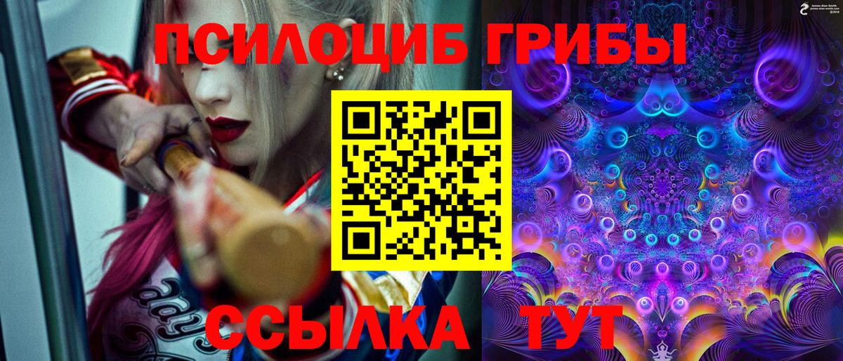 Галлюциногенные грибы Psilocybe Северск
